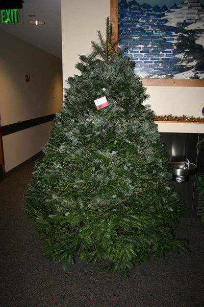 Christmas Tree. Photo by Dawn Ballou, Pinedale Online.