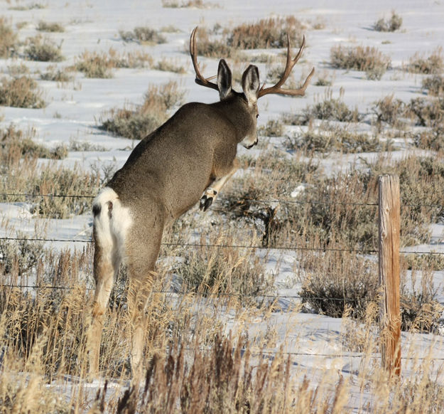 Buck over fence. Photo by Lauren Tarvis .