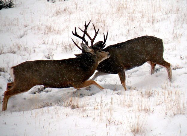 Mule Deer Bucks fighting. Photo by Mike Lillrose.