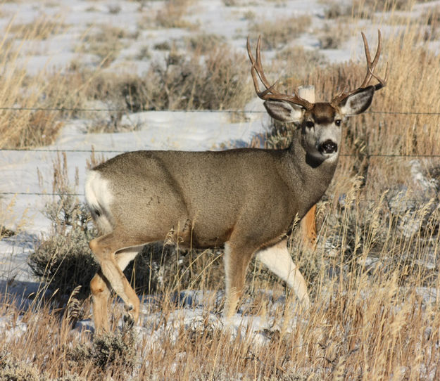 Mule Deer buck. Photo by Lauren Tarvis.