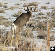 Buck over fence. Photo by Lauren Tarvis .