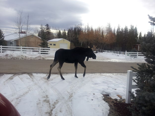 Bull moose. Photo by Duke Edwards.