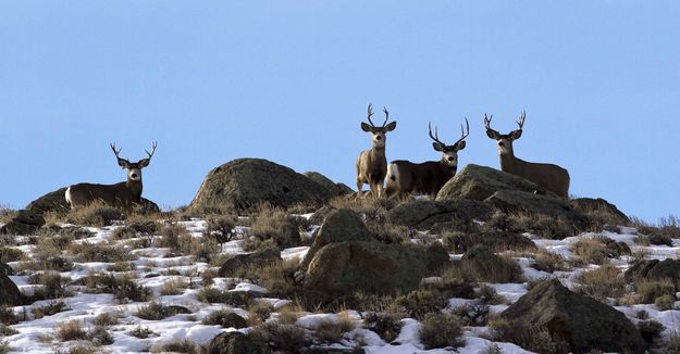 Mule Deer. Photo by Dave Bell.