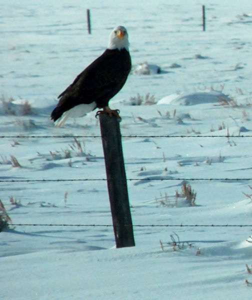 Bald eagle. Photo by Kathy Thomas.