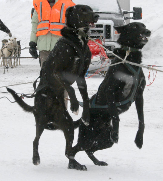 Let's go!. Photo by Dawn Ballou, Pinedale Online.