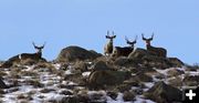 Mule Deer. Photo by Dave Bell.