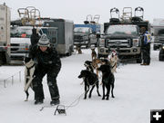 Hooking up the dogs. Photo by Dawn Ballou, Pinedale Online.