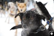 Dog days. Photo by Andrew Setterholm, Sublette Examiner.