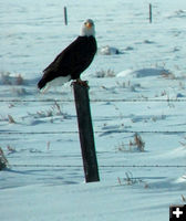 Bald eagle. Photo by Kathy Thomas.