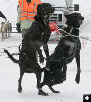 Let's go!. Photo by Dawn Ballou, Pinedale Online.