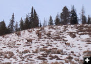 Elk up high. Photo by Bill Winney.