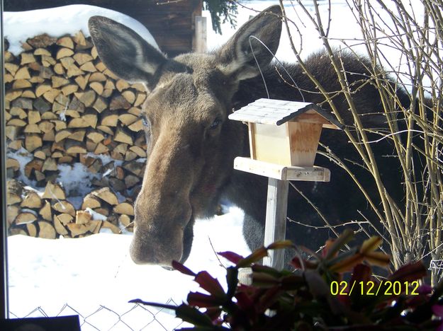 Up close moose. Photo by Ernie Kawa.