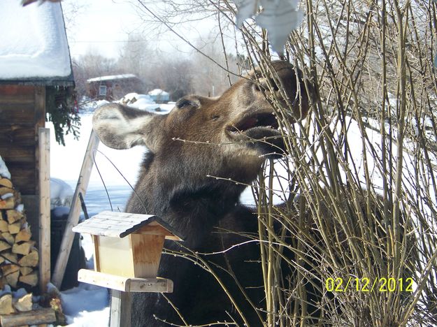 Snacking. Photo by Ernie Kawa.