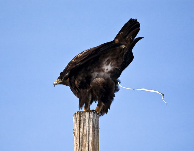 Message to the Photographer. Photo by Dave Bell.