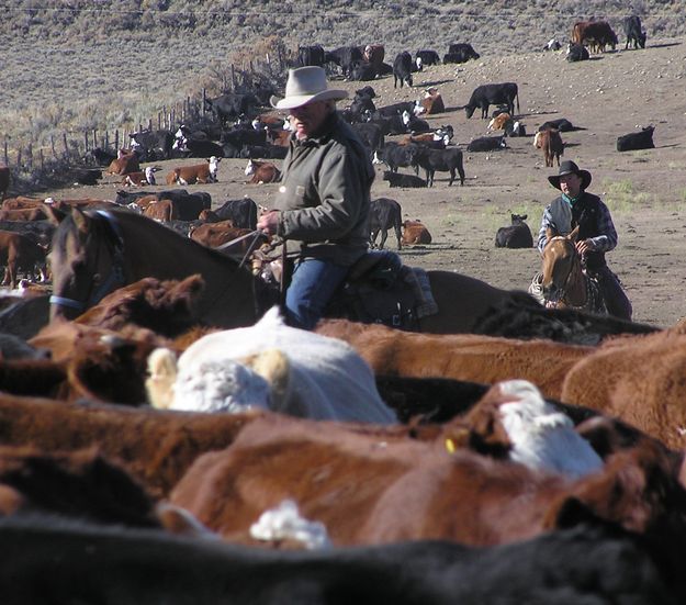Sorting cattle. Photo by Dawn Ballou, Pinedale Online.
