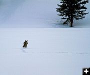 Looking for lunch. Photo by Dave Bell.