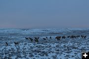 Elk herd. Photo by Cat Urbigkit.