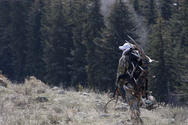 Antler hunting. Photo by Mark Gocke, Wyoming Game and Fish Department.