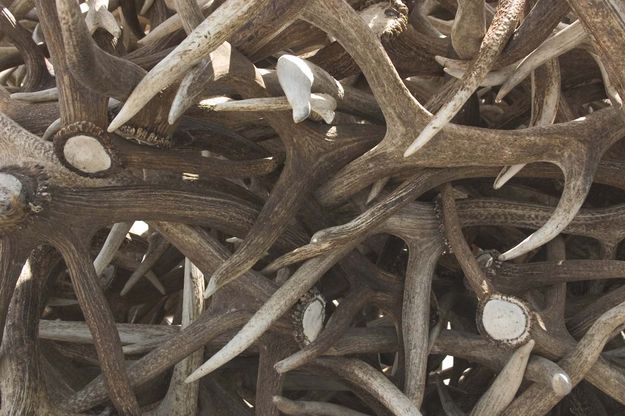 Antlers. Photo by Mark Gocke, Wyoming Game and Fish Department.