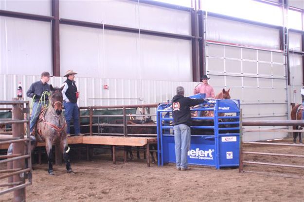 In the chutes. Photo by Carie Whitman, Crossfire Arena.