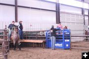 In the chutes. Photo by Carie Whitman, Crossfire Arena.