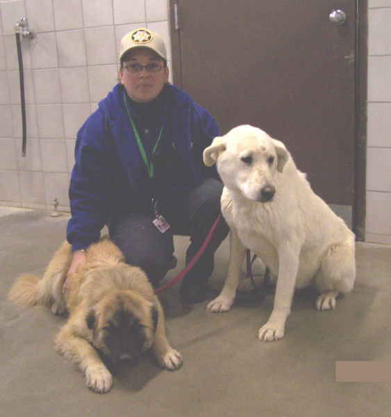 Livestock guardian dogs. Photo by Sweetwater County Sheriffs Office.