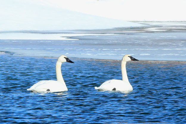 Swans. Photo by Fred Pflughoft.