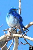 Bluebird. Photo by Fred Pflughoft.