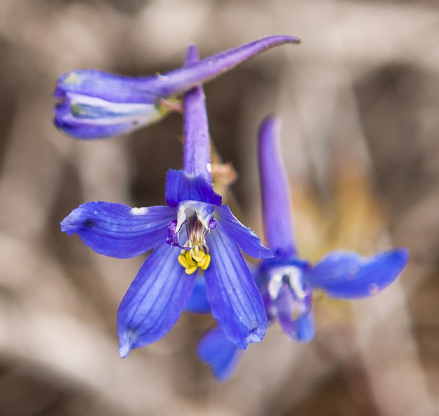 Blue Violet. Photo by Dave Bell.