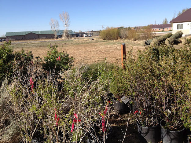 Shrubs. Photo by Ana Cuprill.