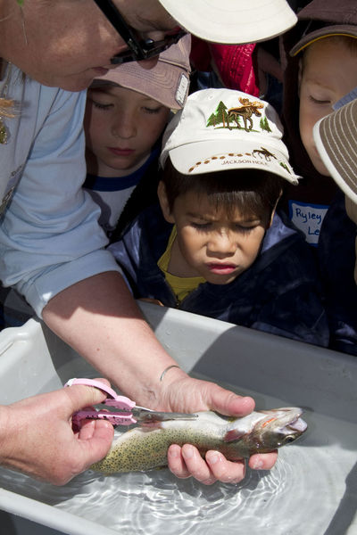 Cleaning the fish. Photo by  Mark Gocke, Wyoming Game & Fish.