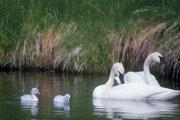 Trumpter Swans. Photo by Wyoming Game & Fish.