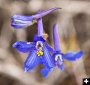 Blue Violet. Photo by Dave Bell.
