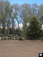 Trees and shrubs. Photo by Ana Cuprill .