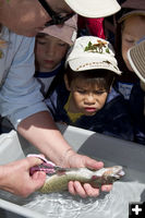 Cleaning the fish. Photo by  Mark Gocke, Wyoming Game & Fish.