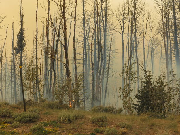 Flames in the trees. Photo by Ben Bannister.