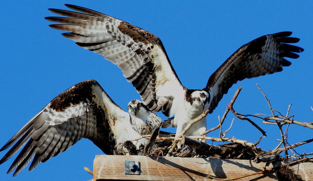Osprey landing. Photo by Fred Pflughoft.