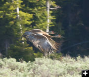 Sandhill Cranes. Photo by Dave Bell.