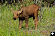 Baby moose. Photo by Fred Pflughoft.