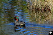 Green Winged Teal. Photo by Fred Pflughoft.