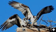 Osprey landing. Photo by Fred Pflughoft.