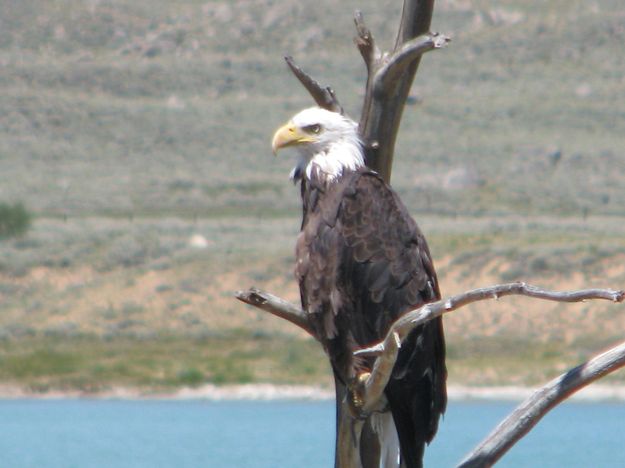 Bald Eagle. Photo by Sally Donahue.
