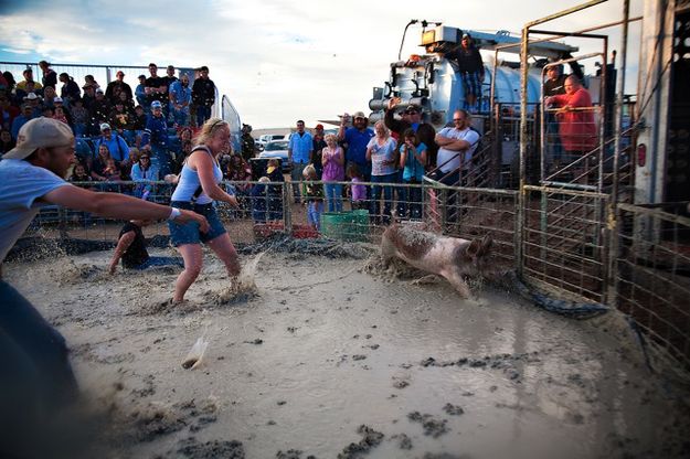 Run pig run. Photo by Tara Bolgiano, Blushing Crow Photography.