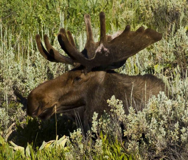 Resting. Photo by Dave Bell.