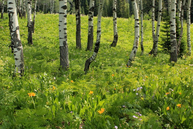 Aspen stand. Photo by Fred Pflughoft.