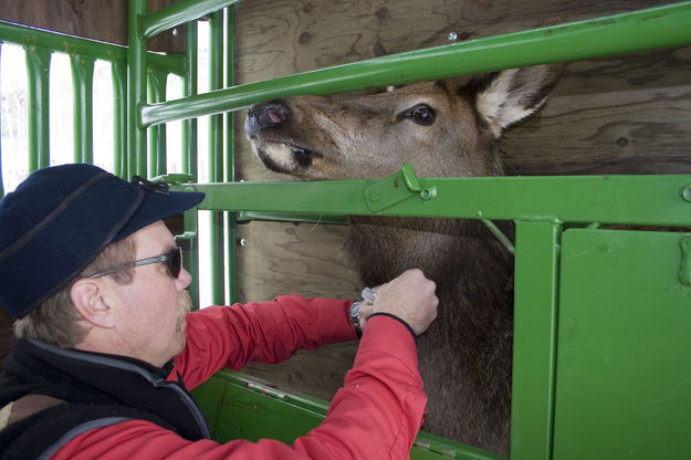 Scott Smith - Brucellosis testing. Photo by Mark Gocke, WGFD .