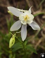 Columbine. Photo by Dave Bell.