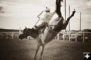 Saddle bronc. Photo by Tara Bolgiano, Blushing Crow Photography.