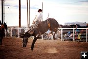 Bronc. Photo by Tara Bolgiano, Blushing Crow Photography.