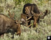 Eyeing each other. Photo by Dave Bell.